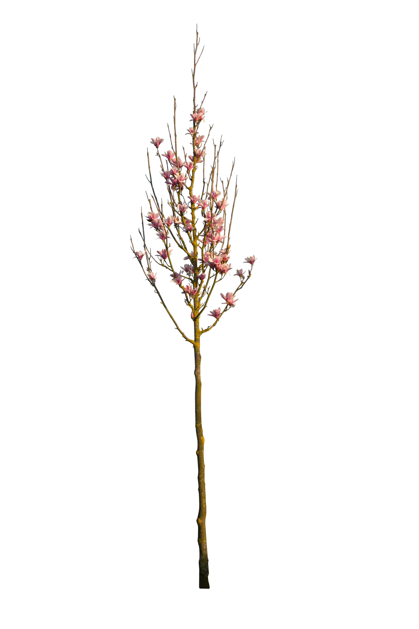 spring s 067 — Скачать