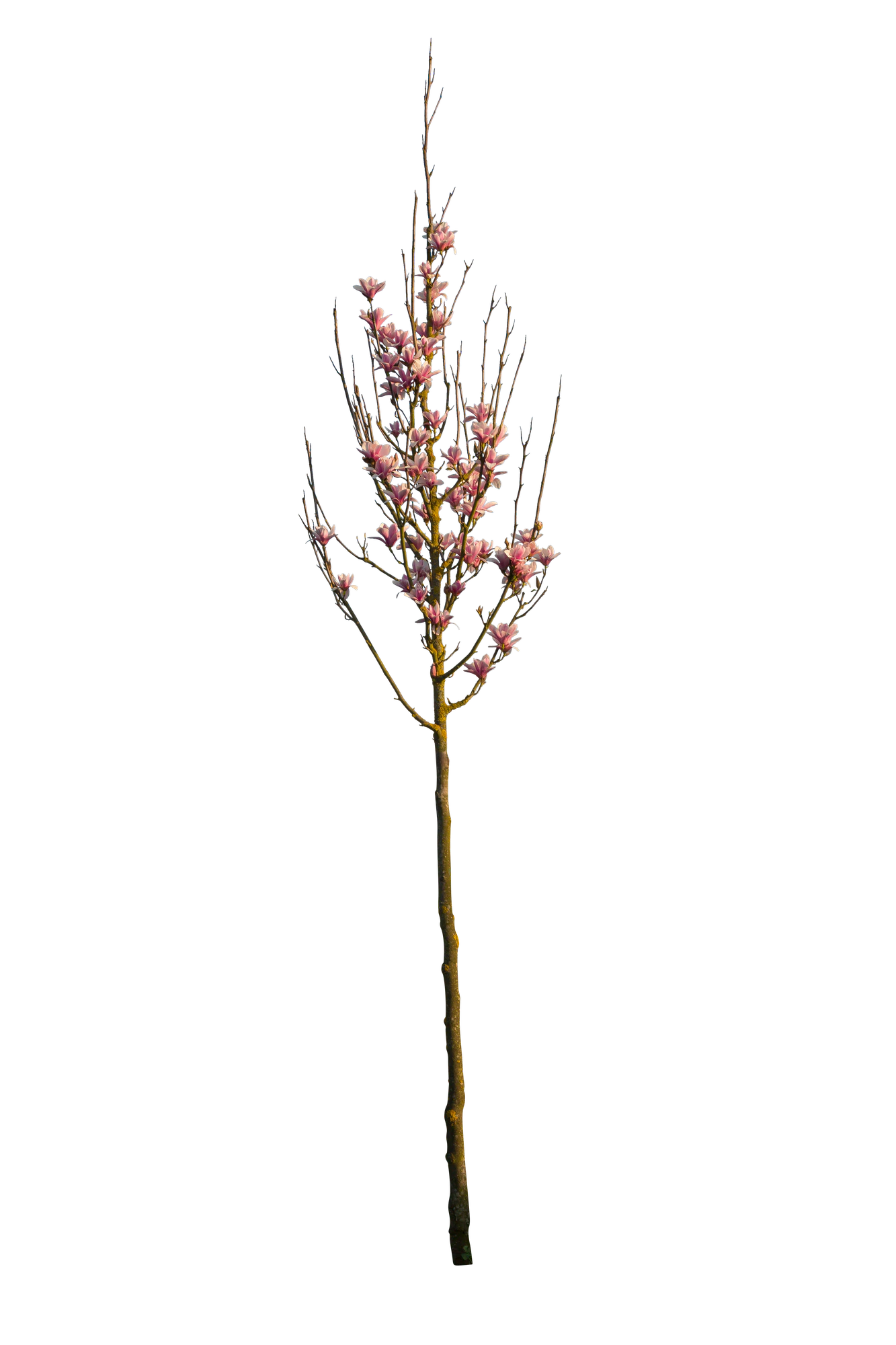 spring s 068 — Descargar