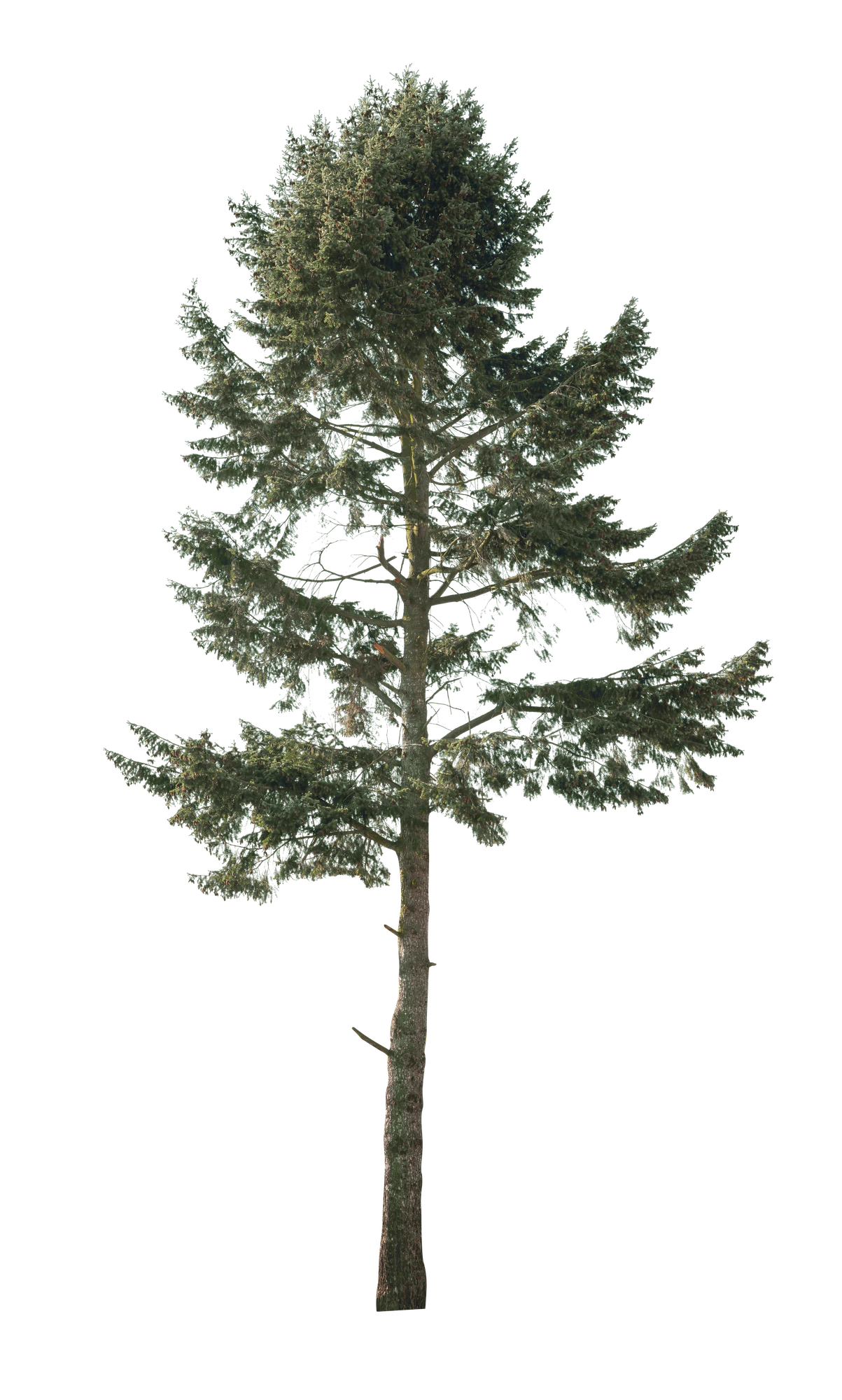 conifer 001 — Скачать