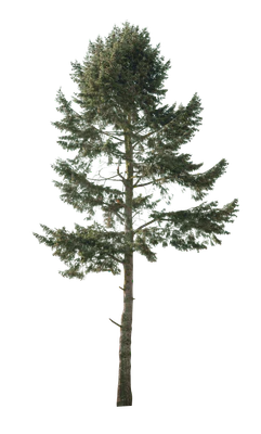 conifer 001 — Скачать