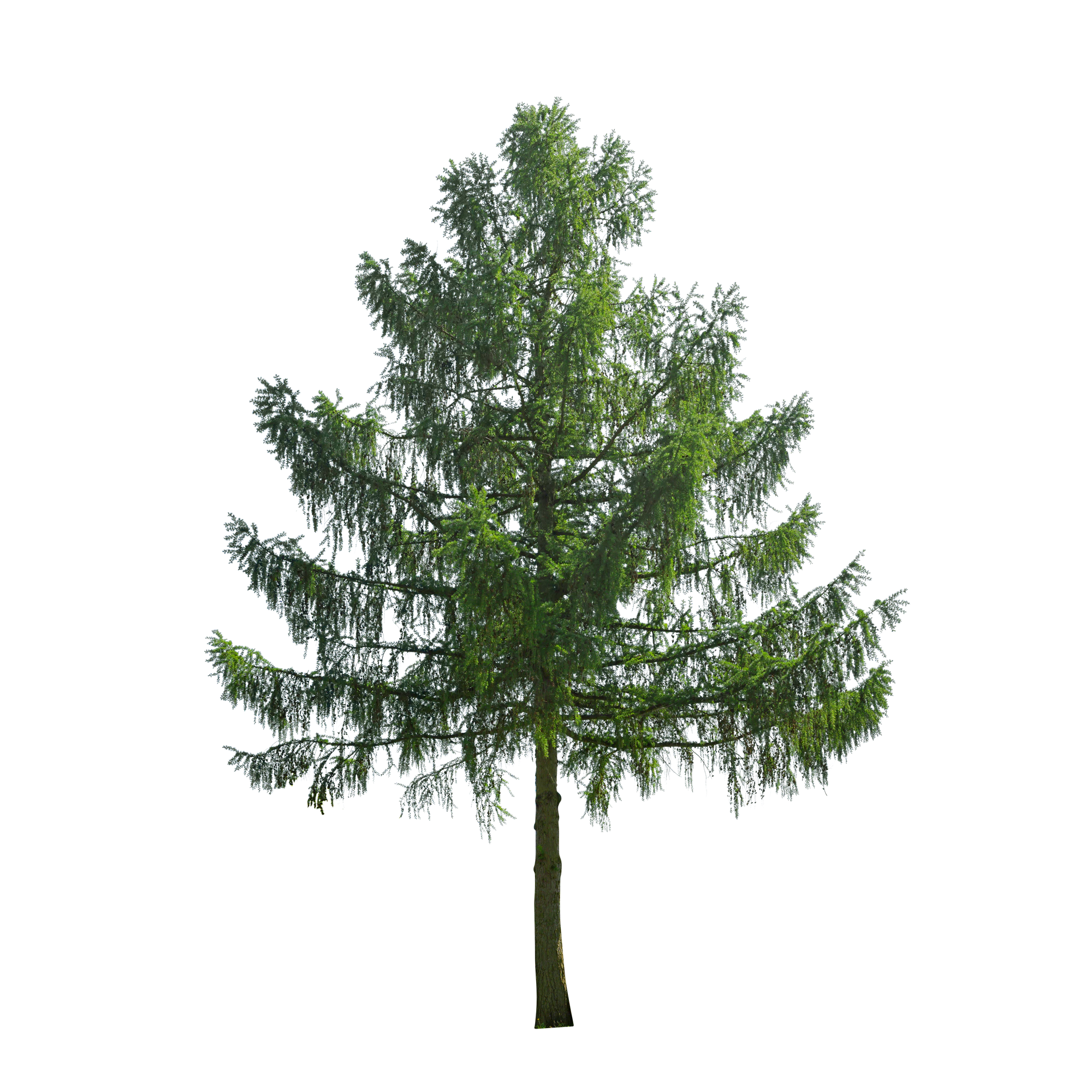 conifer 002 — Скачать