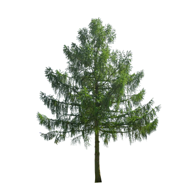 conifer 002 — Скачать