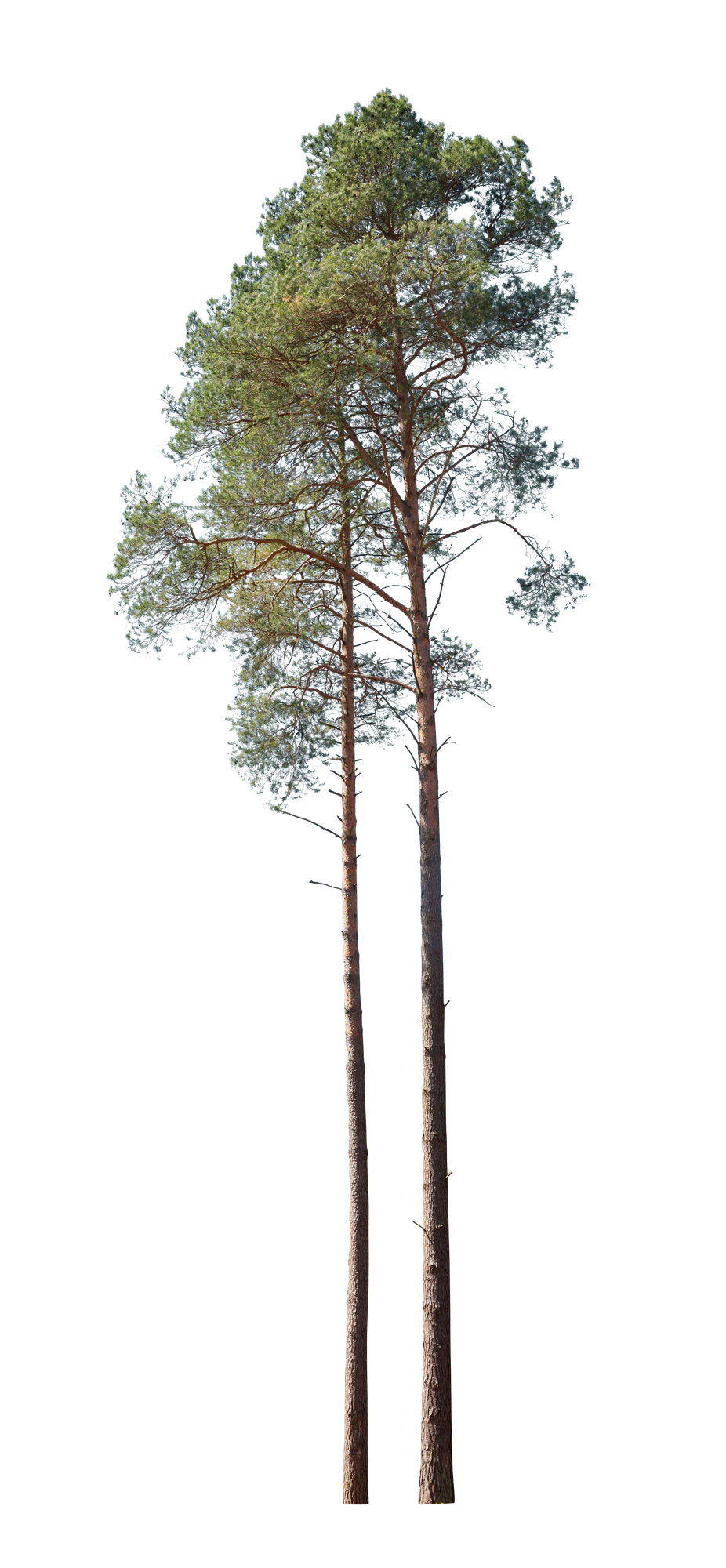 conifer 003 — Скачать