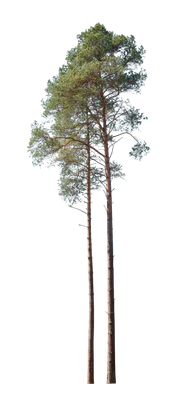 conifer 003 — Скачать