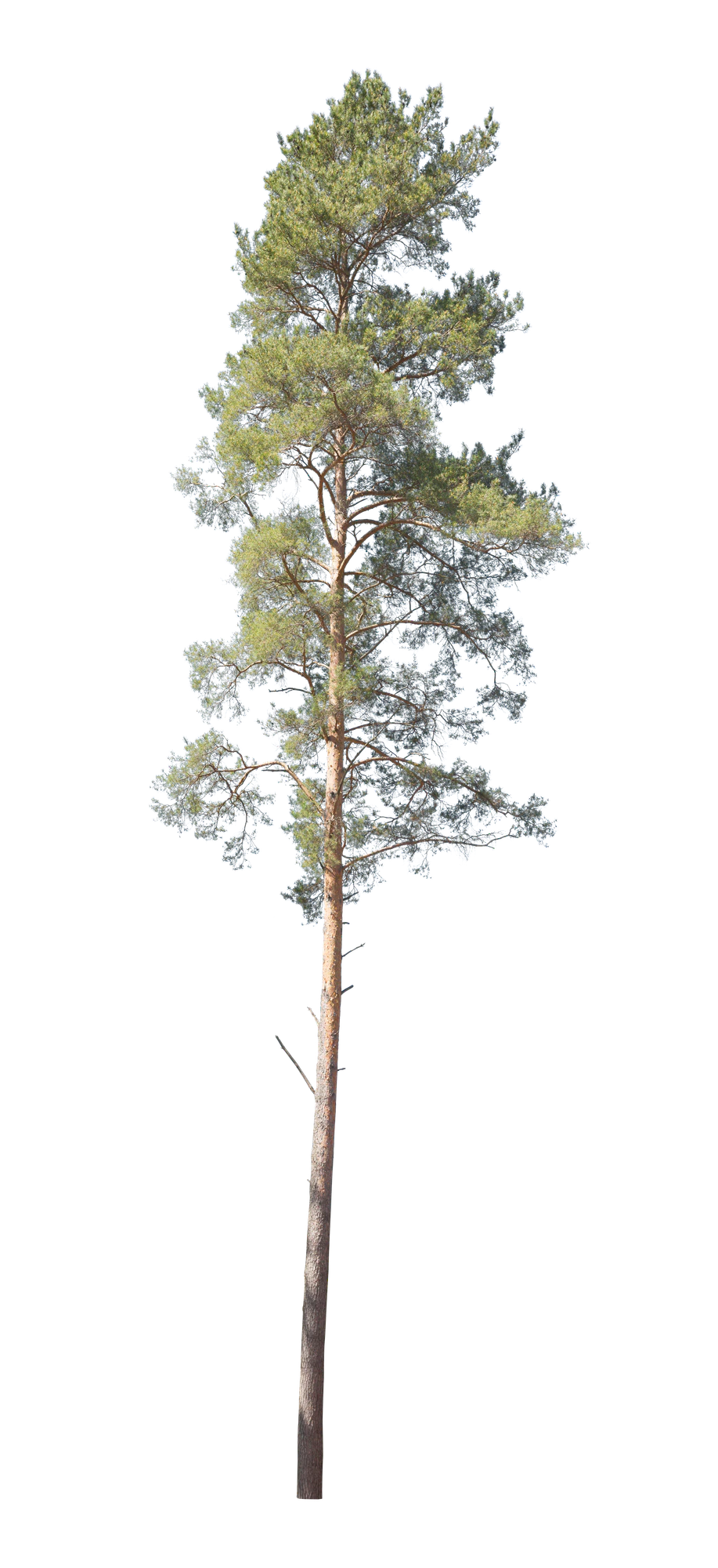 conifer 004 — Скачать