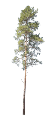 conifer 004 — Скачать