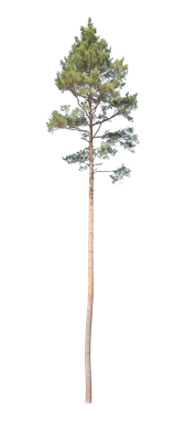 conifer 005 — Descargar