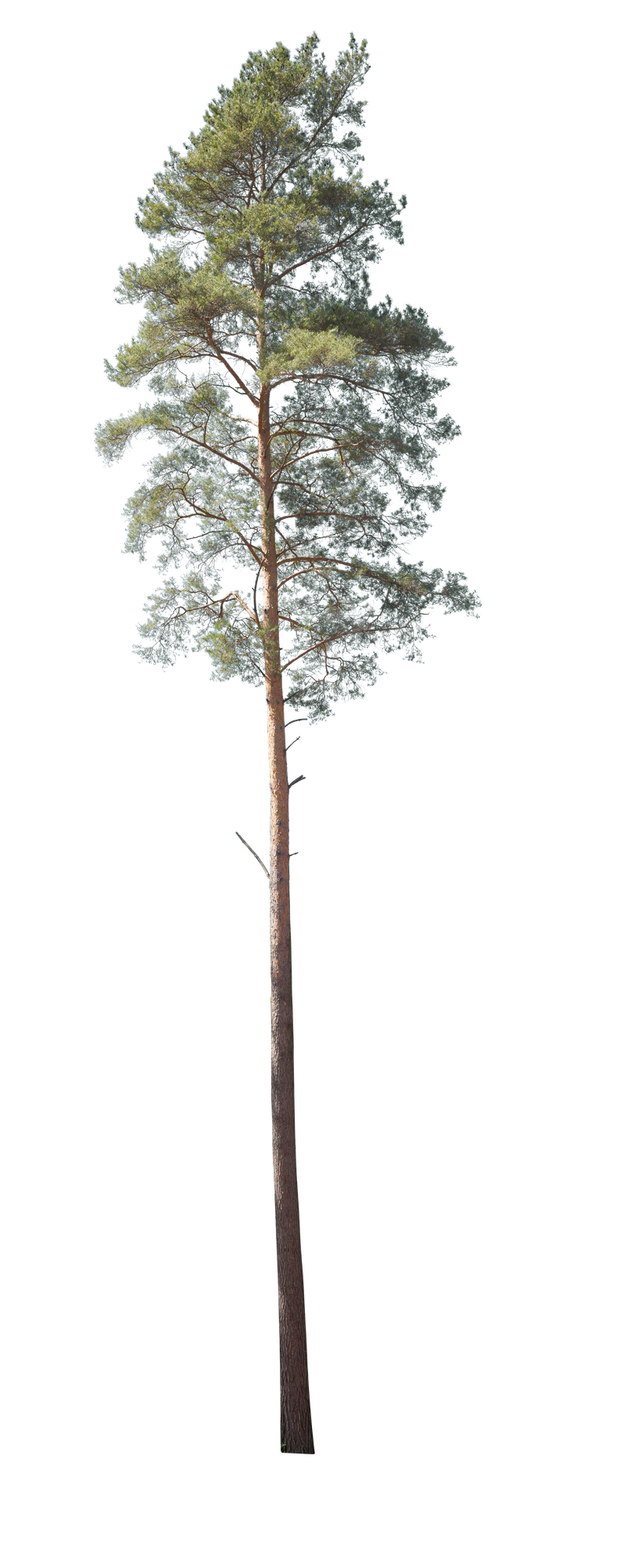 conifer 006 — Скачать