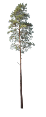 conifer 006 — Скачать