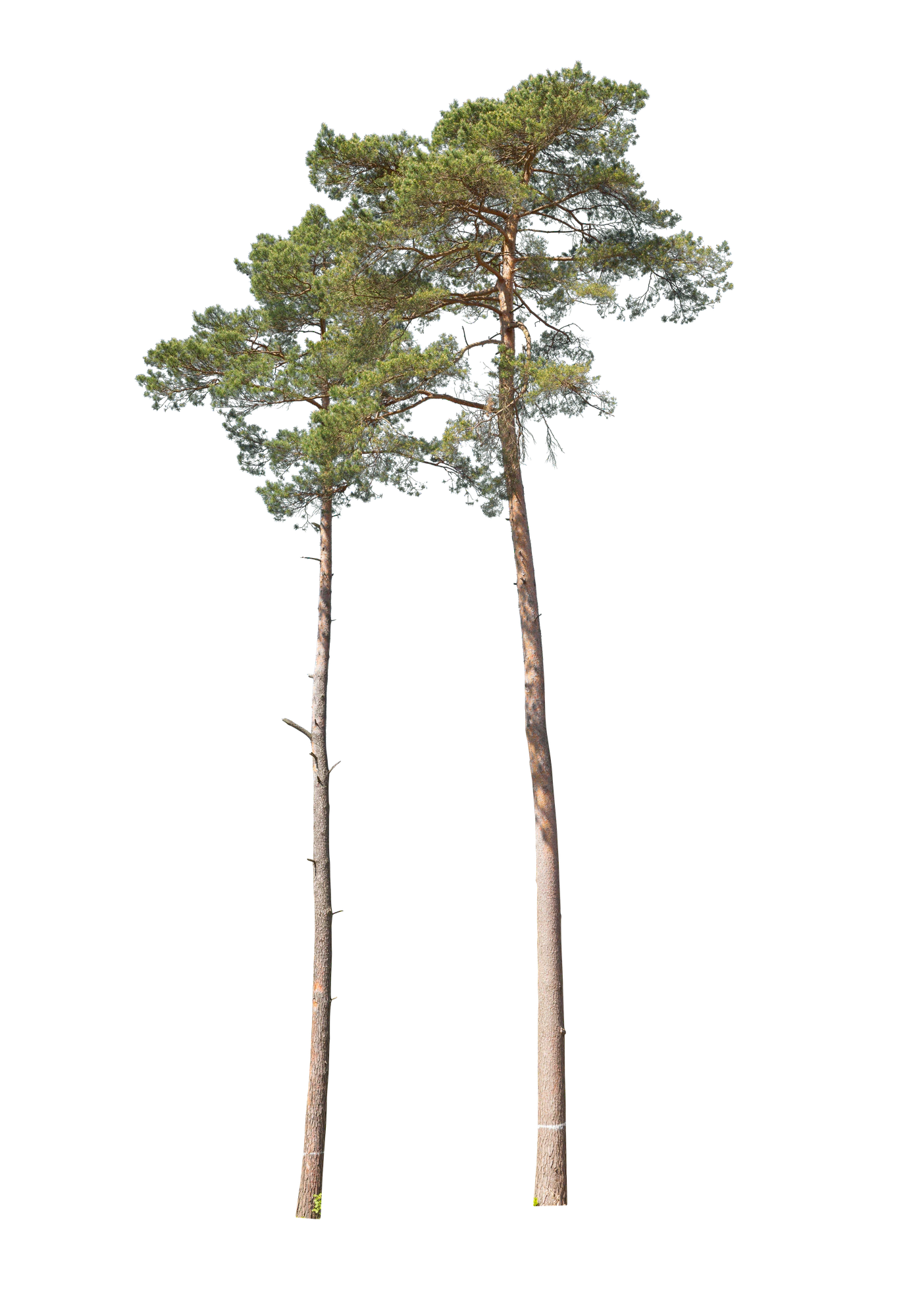 conifer 008 — Скачать