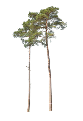 conifer 008 — Скачать