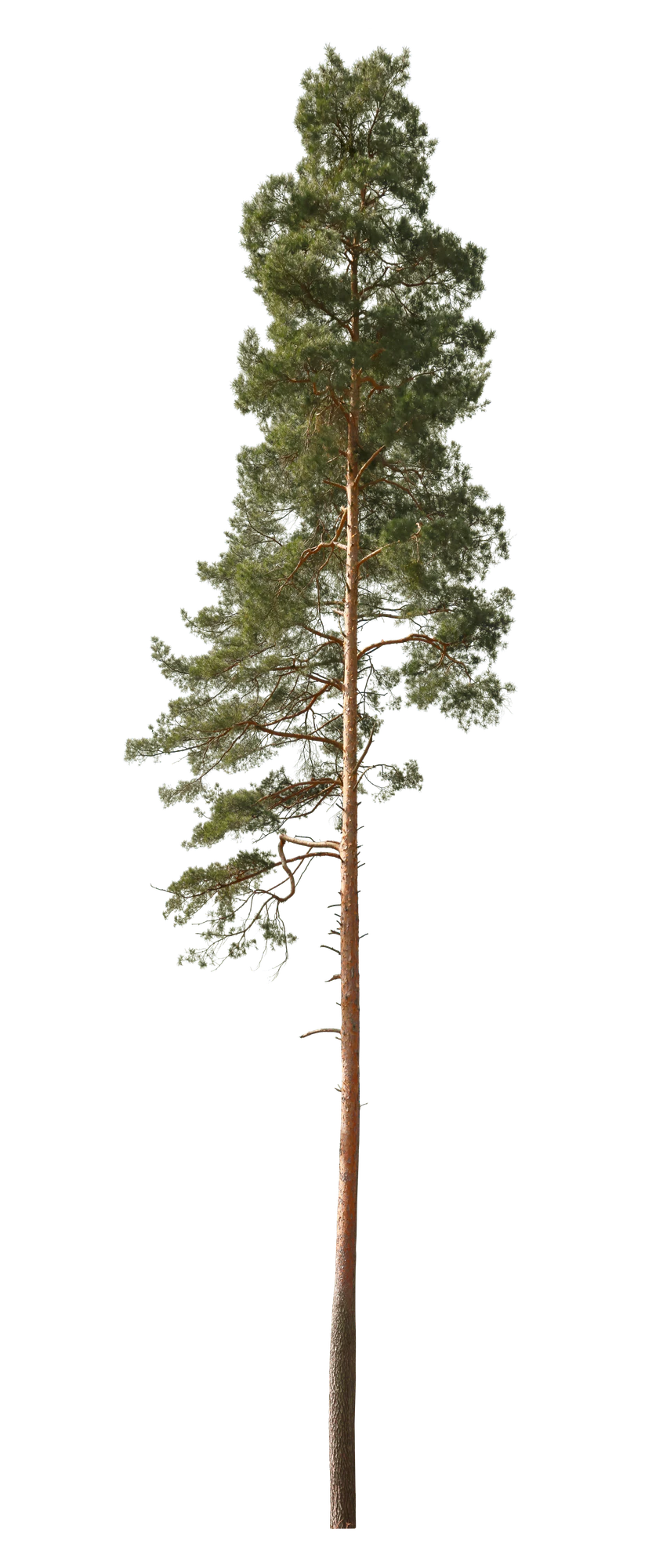 conifer 010 — Скачать