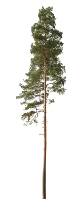 conifer 010 — Скачать