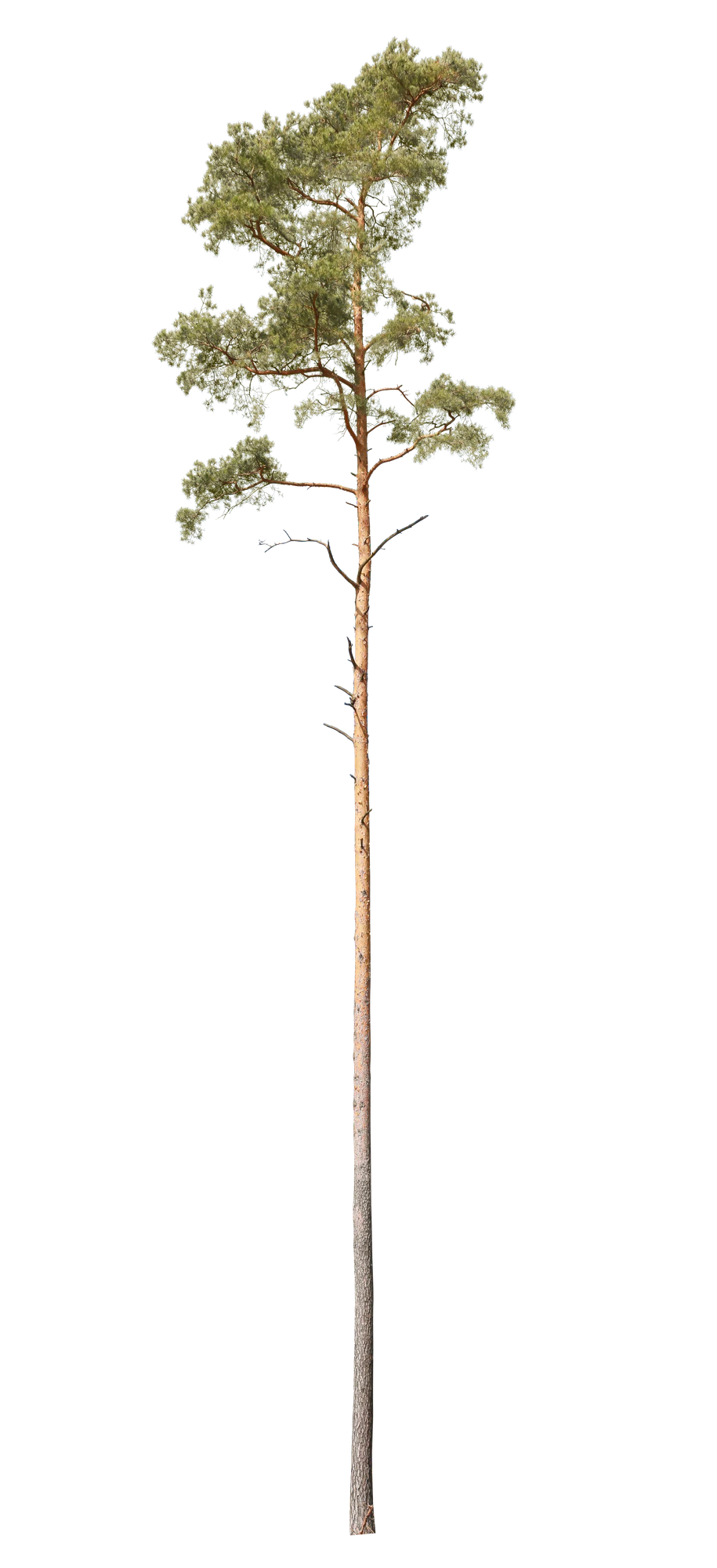 conifer 011 — Скачать