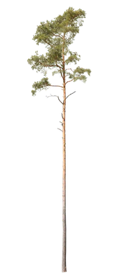 conifer 011 — Скачать