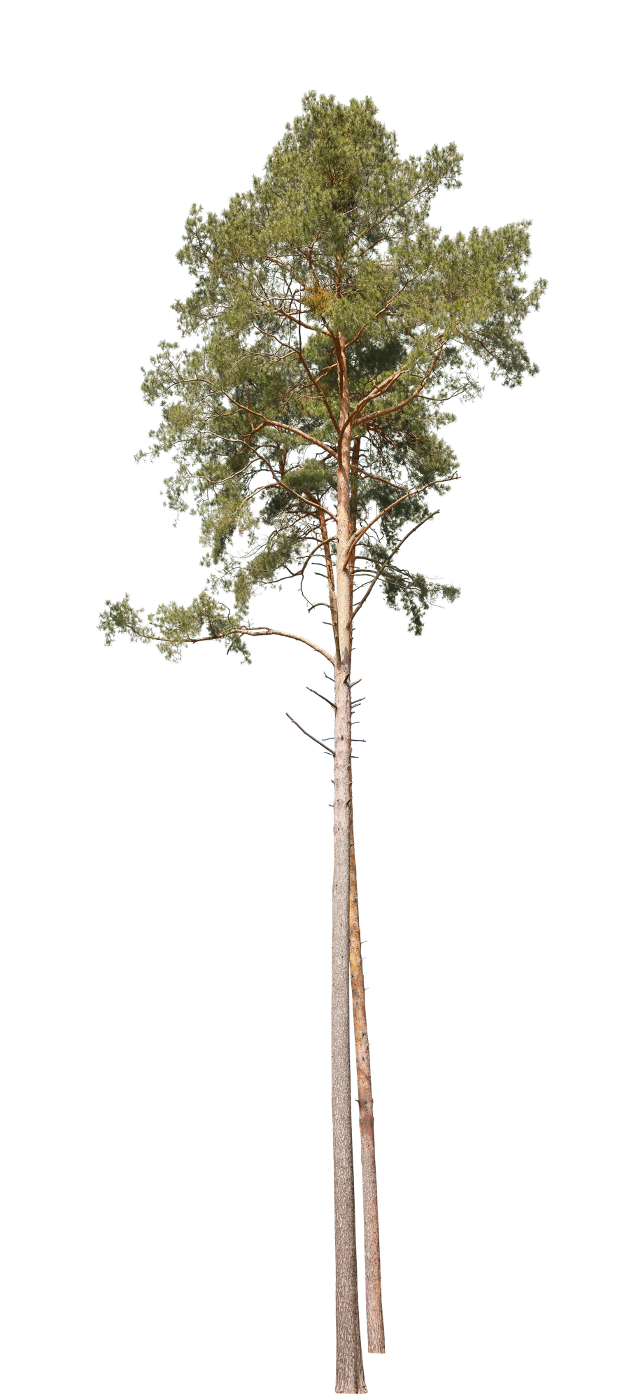 conifer 012 — Скачать