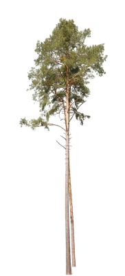 conifer 012 — Скачать