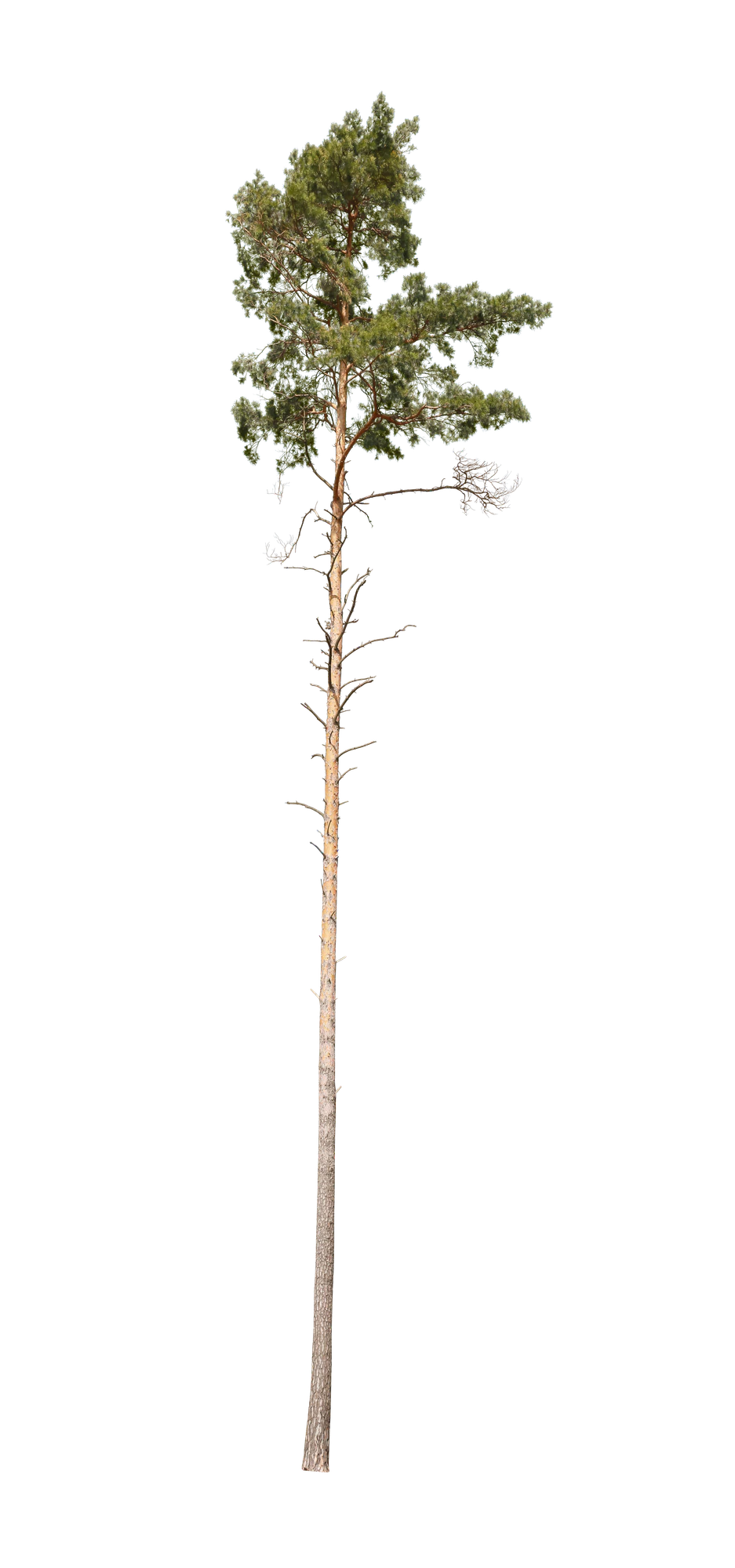 conifer 013 — Скачать