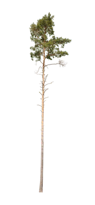 conifer 013 — Скачать