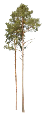 conifer 015 — Descargar