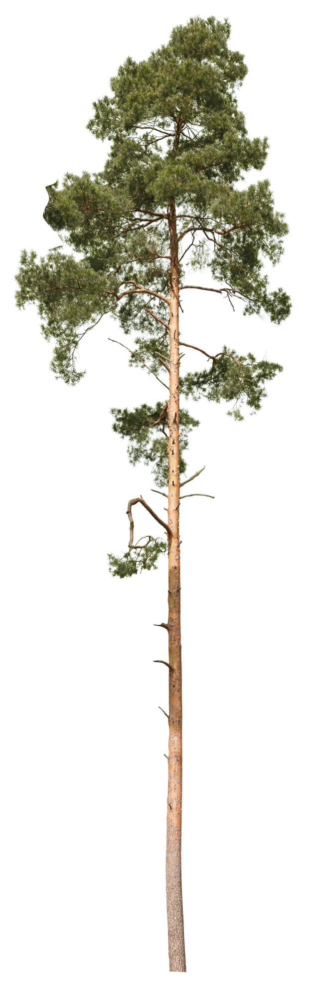conifer 016 — Скачать