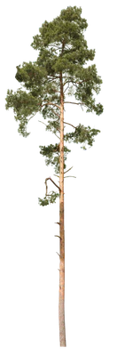 conifer 016 — Скачать