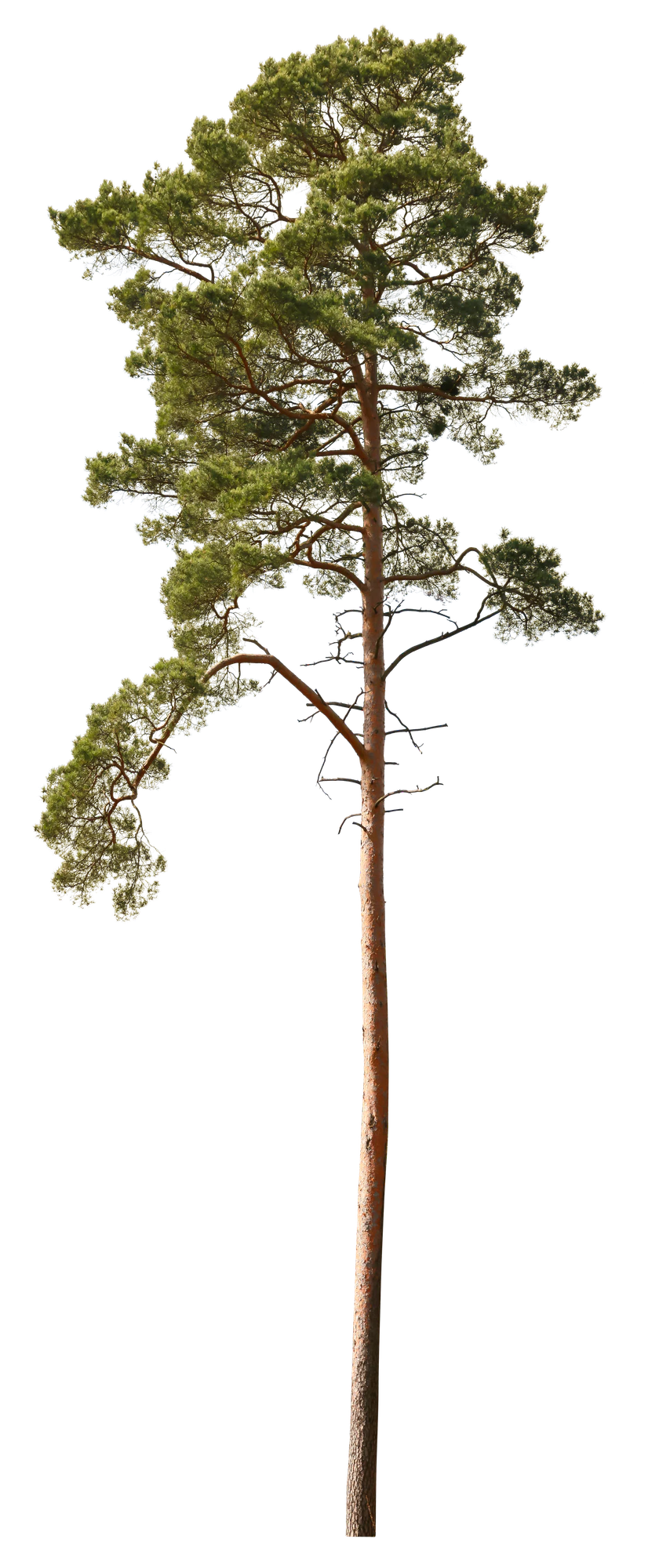 conifer 018 — Скачать