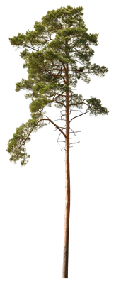 conifer 018 — Скачать