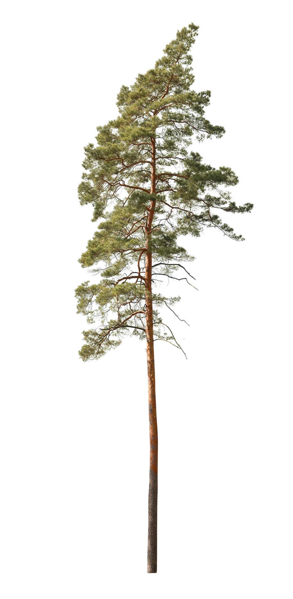 conifer 019 — Скачать