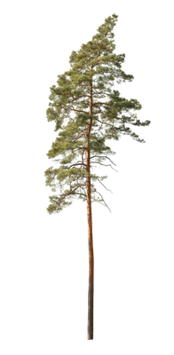 conifer 019 — Скачать