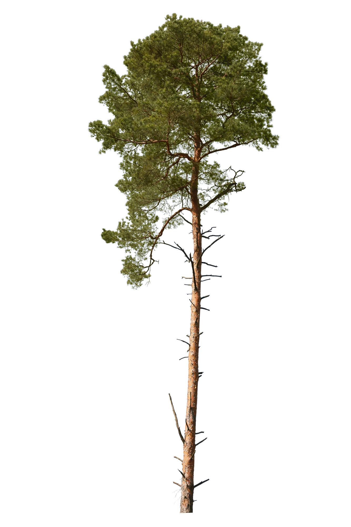 conifer 022 — Скачать
