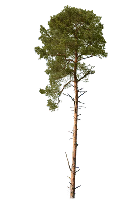 conifer 022 — Скачать