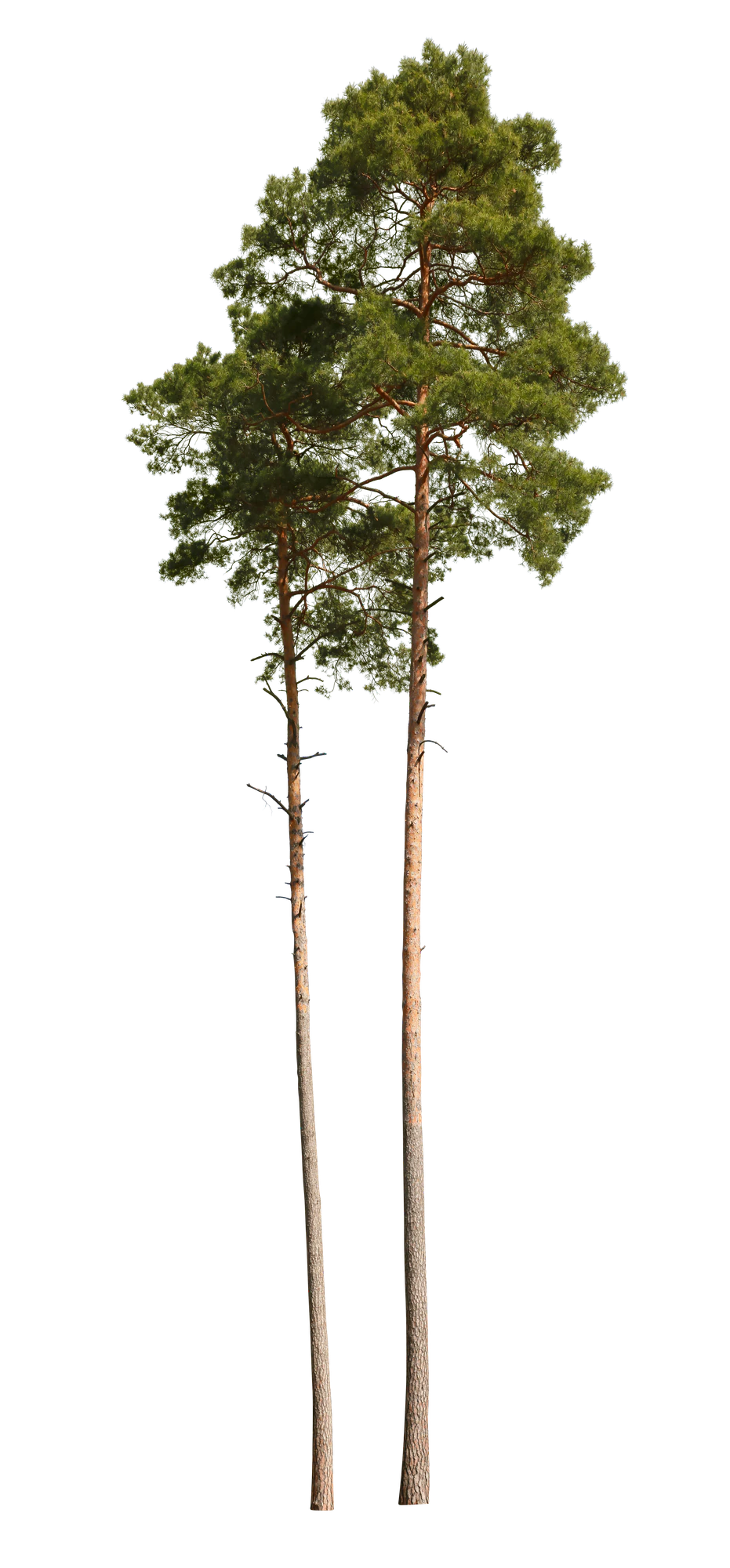 conifer 025 — Скачать