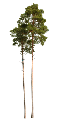 conifer 025 — Скачать