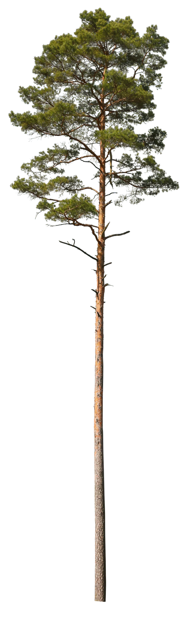 conifer 026 — Скачать