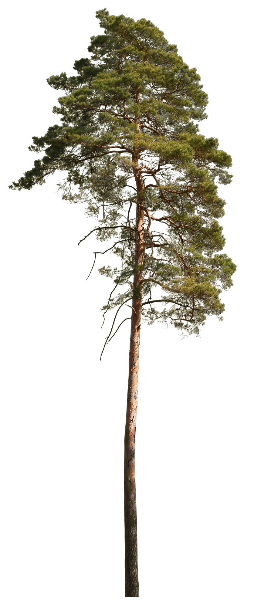 conifer 027 — Скачать