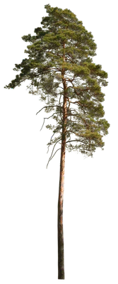 conifer 027 — Скачать