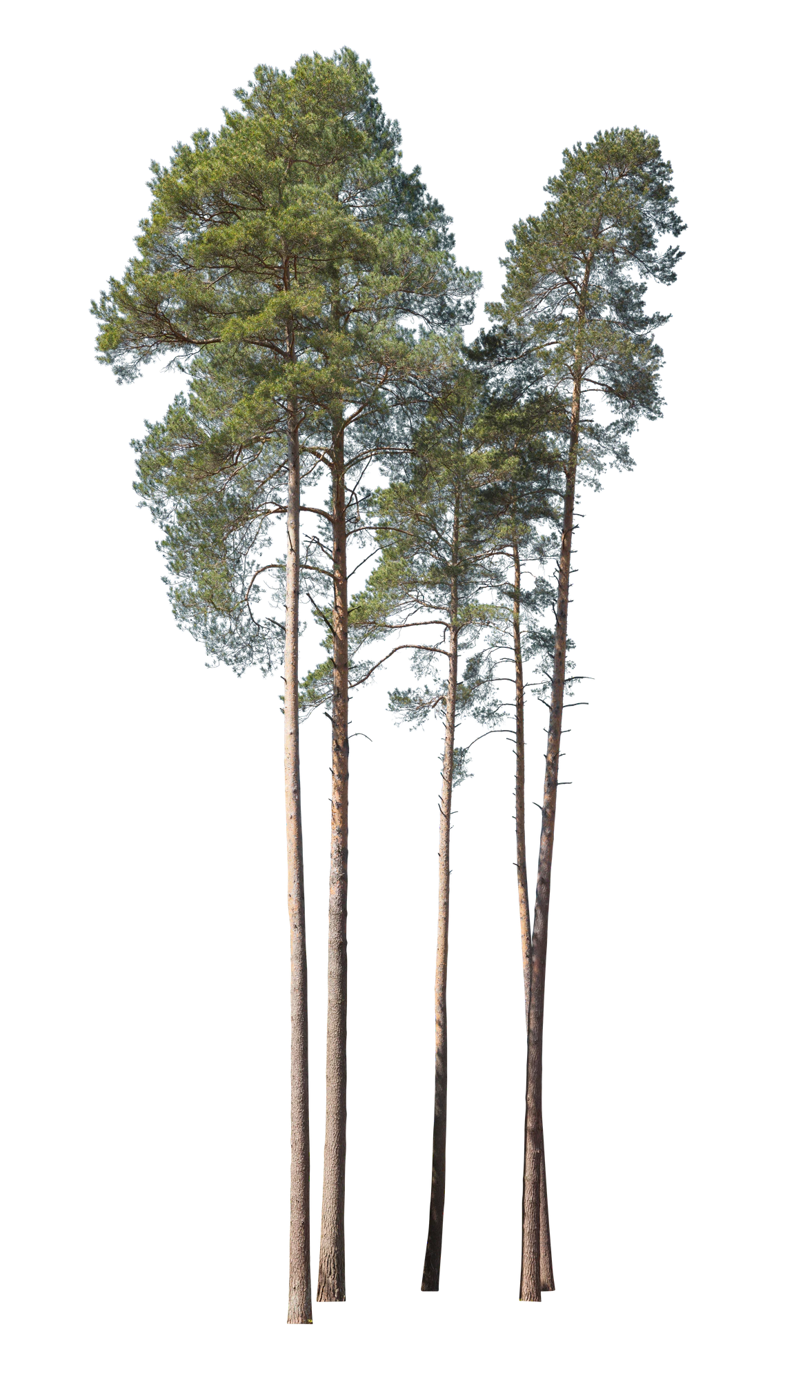 conifer 028 — Скачать