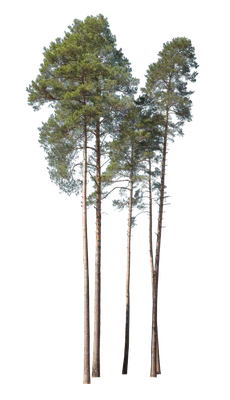 conifer 028 — Скачать