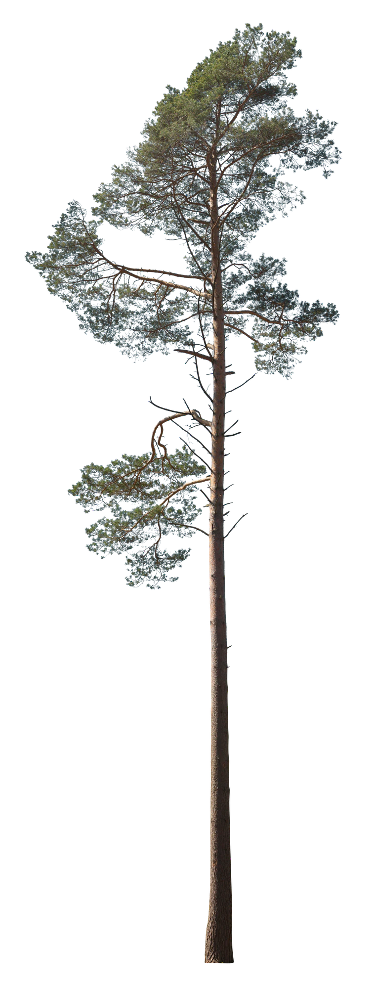 conifer 029 — Скачать