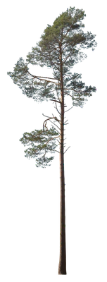 conifer 029 — Скачать