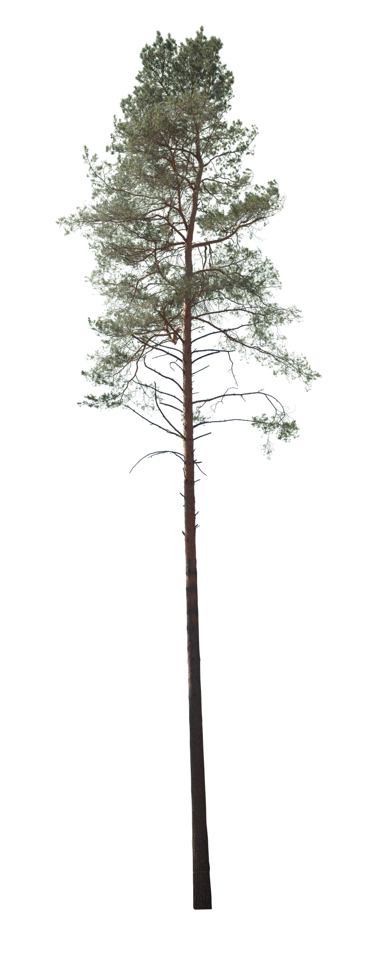 conifer 030 — Скачать