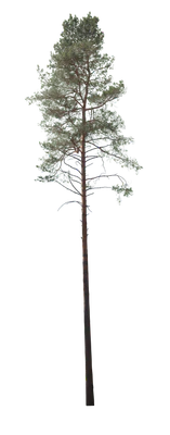conifer 030 — Скачать