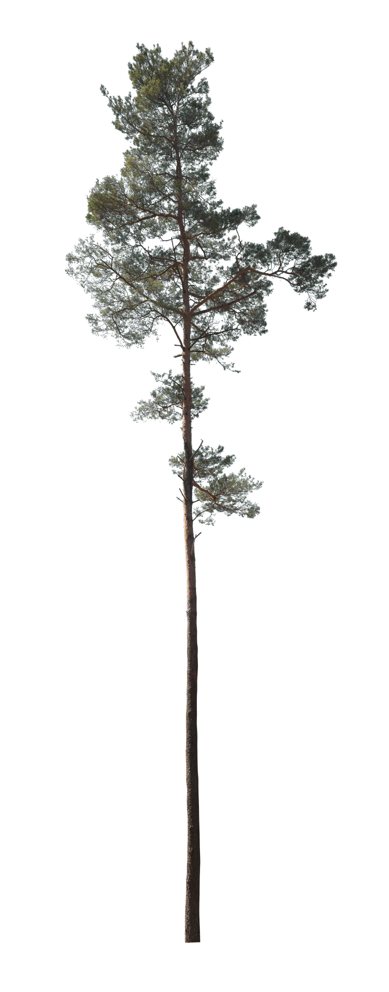 conifer 031 — Скачать