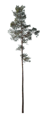 conifer 031 — Скачать