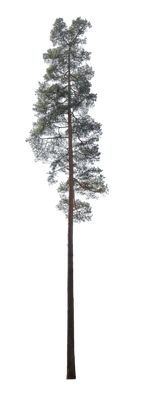conifer 032 — Скачать