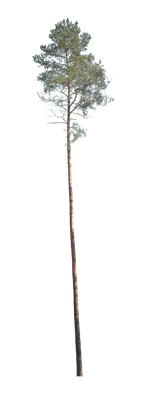 conifer 033 — Скачать