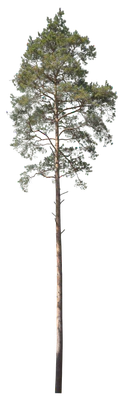 conifer 034 — Descargar