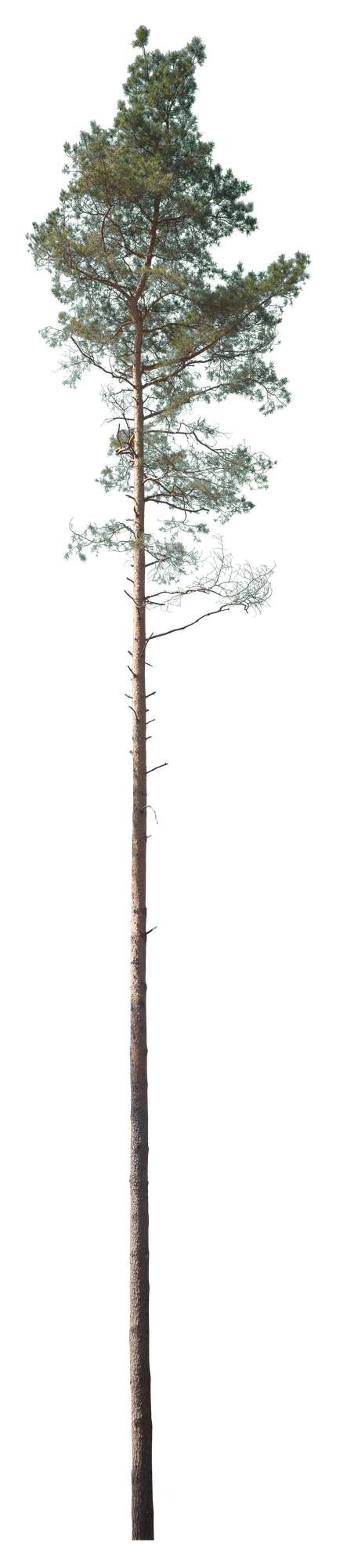 conifer 038 — Скачать