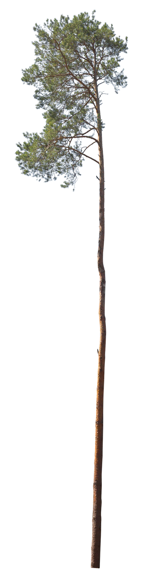 conifer 040 — Скачать